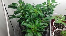 This cannabis plant is revegging