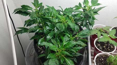 Top view of that monstercropped marijuana plant - the re-vegging structure can cause plants to grow very bushy