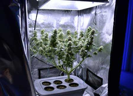 Cannabis Plant Training Techniques: Complete Guide 16 www.paramountseedfarms.com