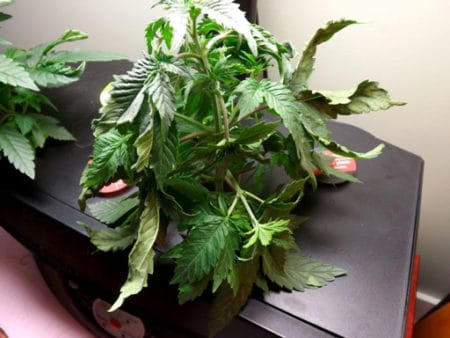 Root Rot 5 Example of DWC (hydro) root rot on a cannabis plant in an Aerogarden