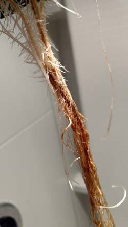 Root Rot 7 Example of twisted brown roots that are the result of cannabis root rot