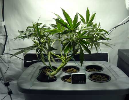 Manifolding Cannabis Plants - Training Technique: Tutorial 37 www.paramountseedfarms.com