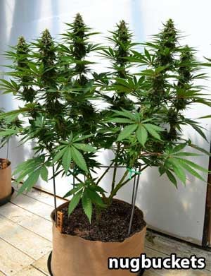 Manifolding Cannabis Plants - Training Technique: Tutorial 22 www.paramountseedfarms.com