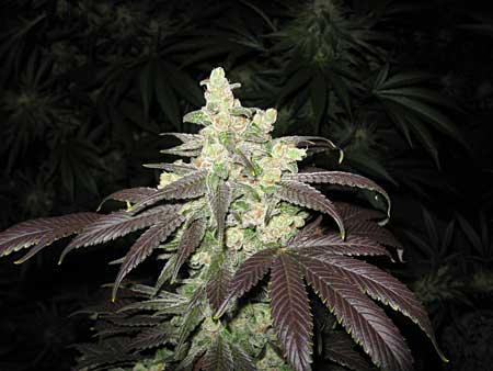 Male vs Female Cannabis Plants: 5 minute Definitive Visual Guide 13 The fattened cola of a female cannabis plant - just about ready for harvest!
