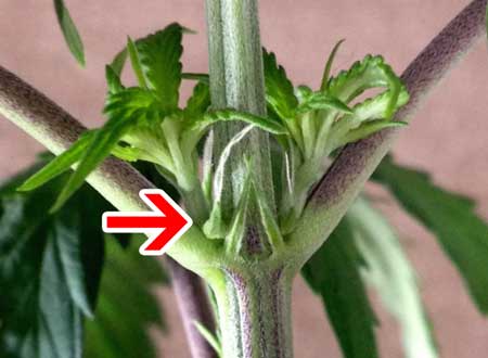 Male vs Female Cannabis Plants: 5 minute Definitive Visual Guide 5 Example of female cannabis pre-flowers - Showing a pointy calyx and little white hairs (pistils)