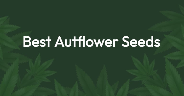 Best Autoflower Seeds: High Yield Autoflower Strains [2024] 17
