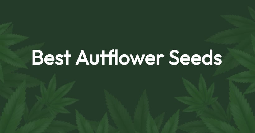 Best Autoflower Seeds: High Yield Autoflower Strains [2024] 1