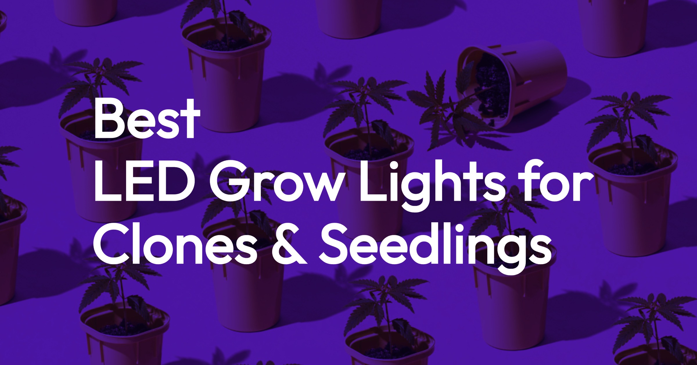 Best LED Grow Lights for Cannabis Clones and Seedlings 2024 1