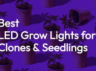 Best LED Grow Lights for Cannabis Clones and Seedlings 2023 3