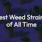 115 Best Weed Strains of All Time 15