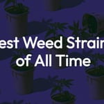 115 Best Weed Strains of All Time 14