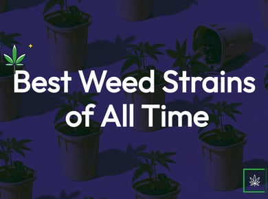 115 Best Weed Strains of All Time 1