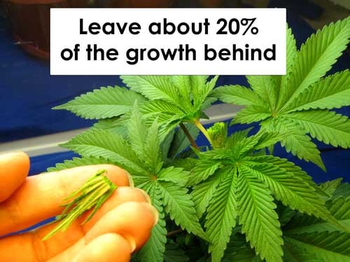 Topping vs FIMing Cannabis Plants: Full Tutorial 26 www.paramountseedfarms.com