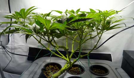 Manifolding Cannabis Plants - Training Technique: Tutorial 15 www.paramountseedfarms.com