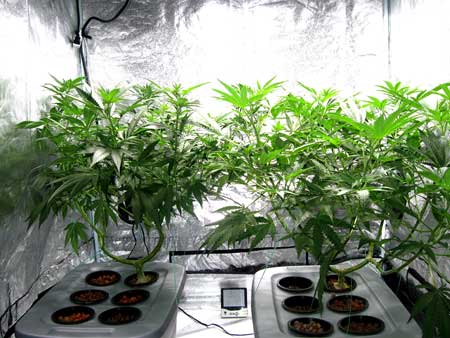 Manifolding Cannabis Plants - Training Technique: Tutorial 9 www.paramountseedfarms.com