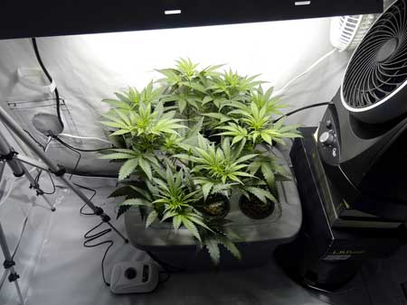 Manifolding Cannabis Plants - Training Technique: Tutorial 38 www.paramountseedfarms.com