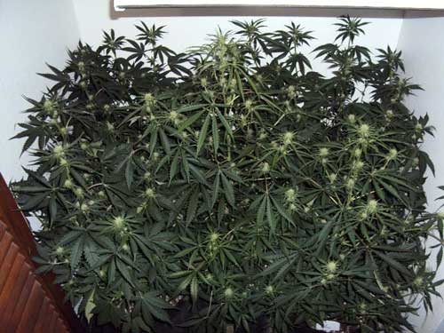 Before defoliation pic 1 www.paramountseedfarms.com