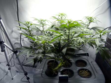 Cannabis Defoliation Tutorial: How to Increase Yields Removing Leaves 34 www.paramountseedfarms.com