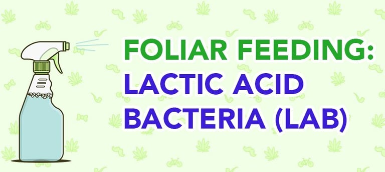 Foliar Feeding - Amazing Plants with Lactic Acid Bacteria (LAB) 21