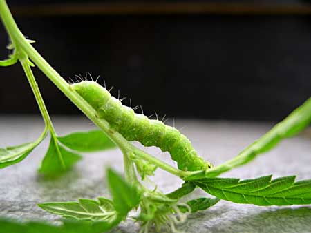 A little green caterpillar chomping down on some cannabis leaves