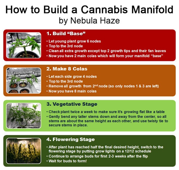 Manifolding Cannabis Plants - Training Technique: Tutorial 21 www.paramountseedfarms.com