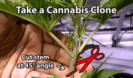 how to take a cannabis clone