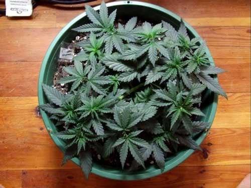 How To ScrOG Cannabis Plants: Full Tutorial 21 www.paramountseedfarms.com