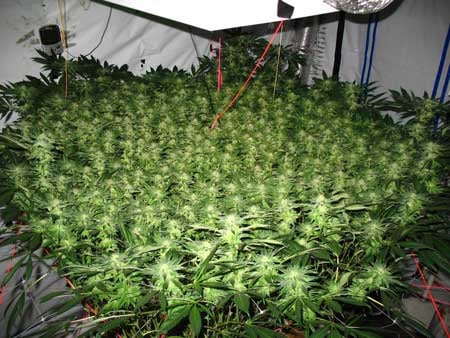 How To ScrOG Cannabis Plants: Full Tutorial 9 scrog flowering