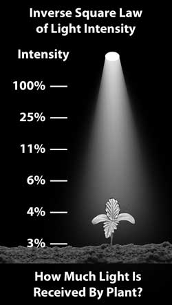 Cannabis Plant Training Techniques: Complete Guide 25 www.paramountseedfarms.com