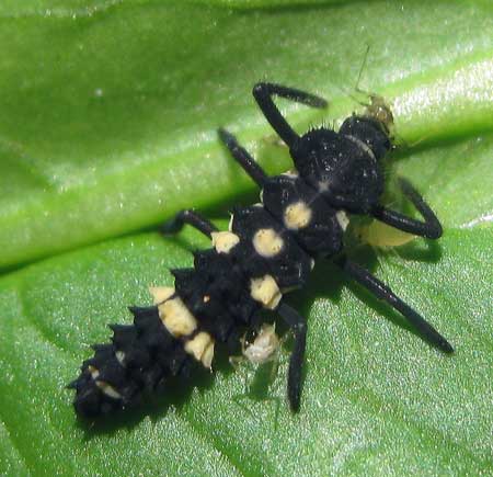 Lady bird larvae eating aphids on a cannabis plant