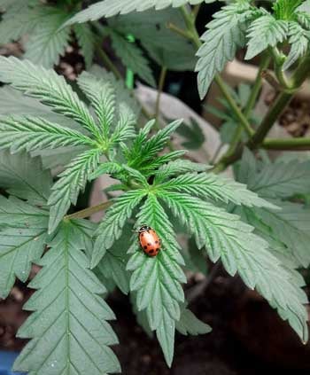 Buy ladybugs on Amazon.com to fight your leafhoppers