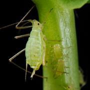 Aphids 15 Aphids are an annoying marijuana pest