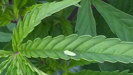 Example of a leaf miner on a cannabis leaf - read this tutorial to learn how to get rid of them!