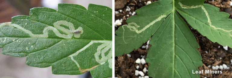 Leaf Miners 2 Leaf Miners 1