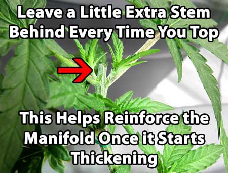 Manifolding Cannabis Plants - Training Technique: Tutorial 57 www.paramountseedfarms.com