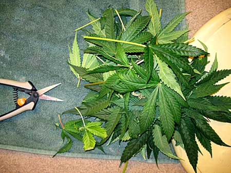 Cannabis Defoliation Tutorial: How to Increase Yields Removing Leaves 13 www.paramountseedfarms.com