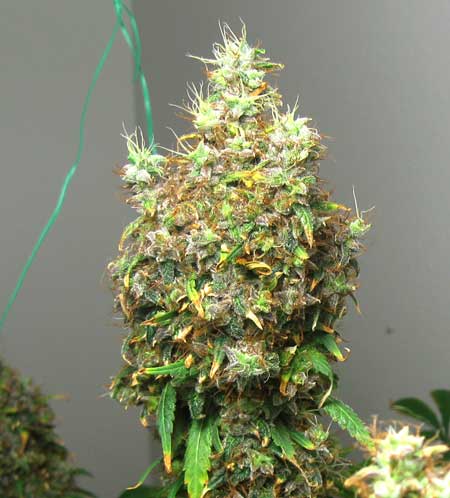 Light Burn or Light Stress 9 Example of a bud that is suffering from light burn from a too-close LED grow light