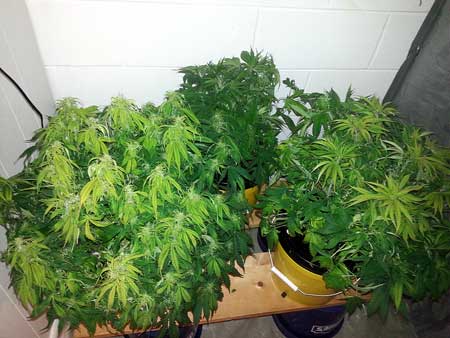 Light Burn or Light Stress 5 LED light burn is causing yellow leaves at the top of these cannabis plants in the flowering stage