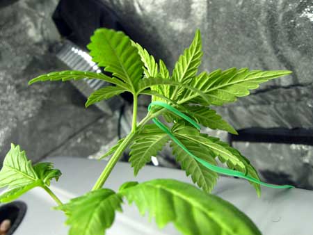 Cannabis Plant Training Techniques: Complete Guide 6 www.paramountseedfarms.com