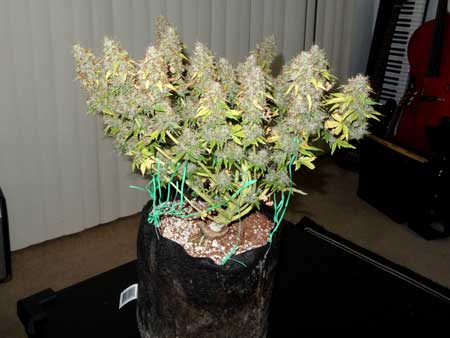 Example of a marijuana plant that was trained to form multiple colas via LST