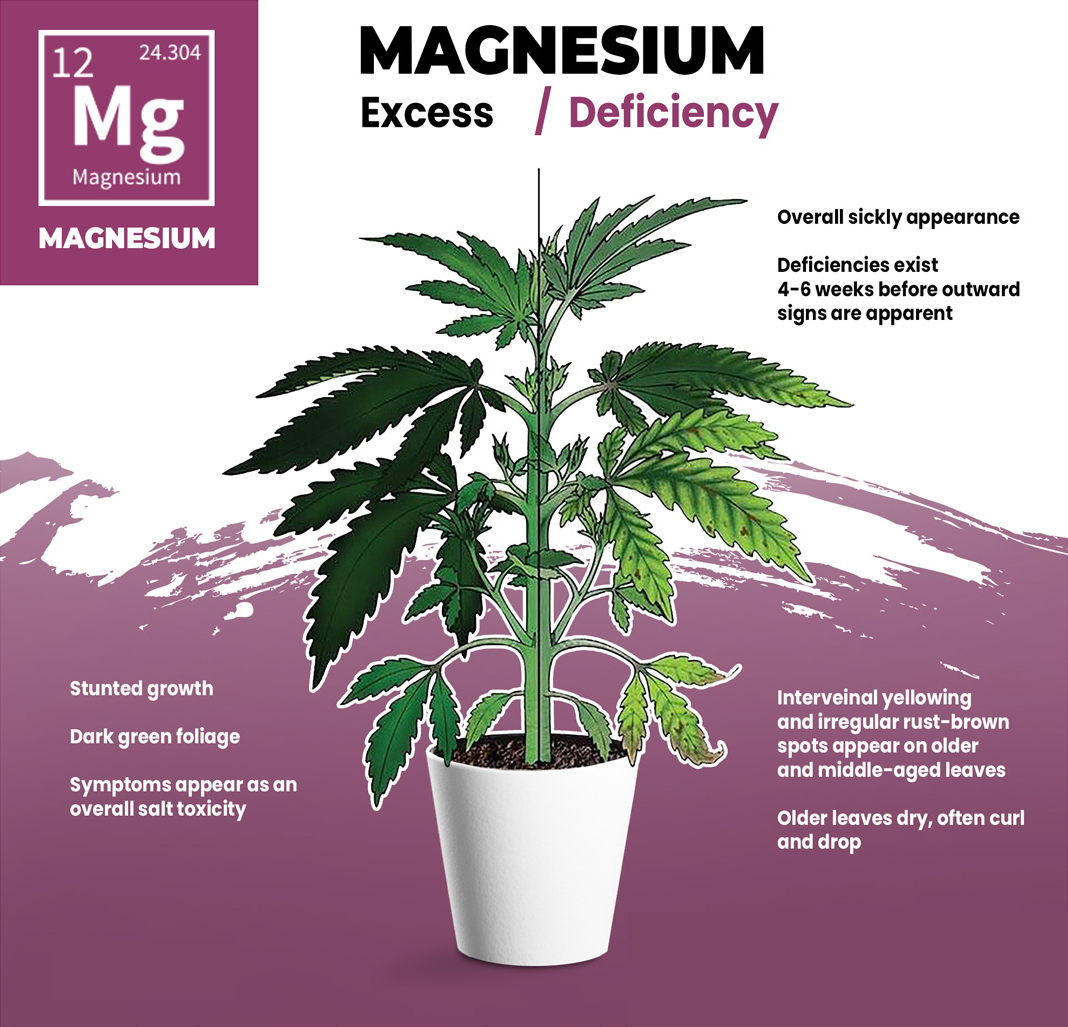 Cannabis Magnesium Deficiency Visual Guide Cannabis Magnesium Deficiency Visual Guide