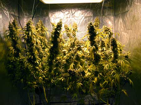 Manifolding Cannabis Plants - Training Technique: Tutorial 53 www.paramountseedfarms.com