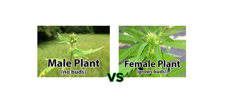 Male vs Female Cannabis Plants: 5 minute Definitive Visual Guide 1