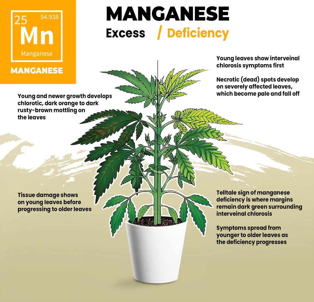 Cannabis Manganese Deficiency Visual Guide