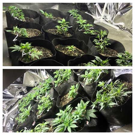 How To Grow Cannabis with Sea of Green (SoG) Method 9 www.paramountseedfarms.com