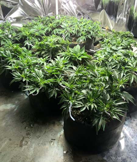 How To Grow Cannabis with Sea of Green (SoG) Method 10 www.paramountseedfarms.com