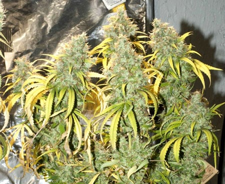 Marijuana plant ready for harvest, notice the yellowing leavess, which is a natural part of the ripening process