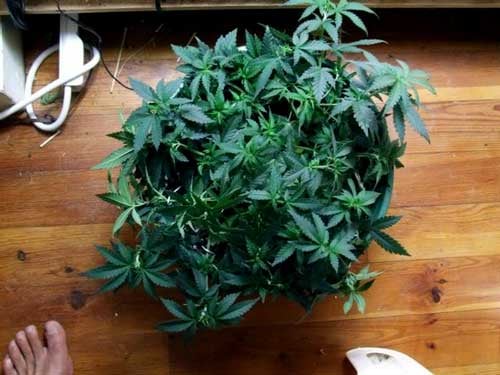 How To ScrOG Cannabis Plants: Full Tutorial 24 www.paramountseedfarms.com