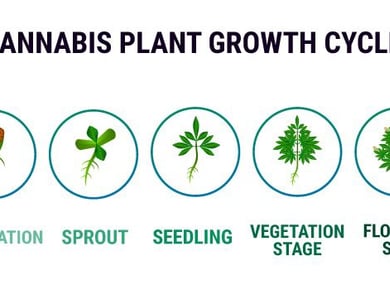 Understanding the Different Marijuana Plant Stages 5