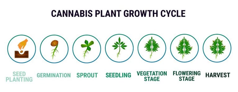 Understanding the Different Marijuana Plant Stages 19